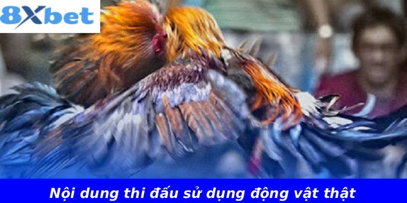 Nội dung thi đấu sử dụng động vật thật